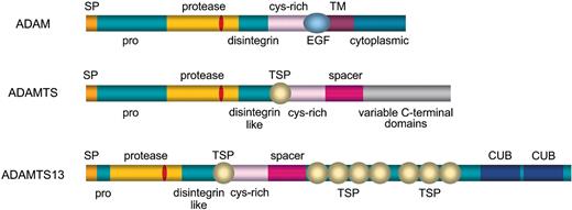 Figure 1. Schematic diagram of ADAM and ADAMTS metalloproteases and of ADAMTS13. SP indicates signal peptide; pro, propeptide; protease, metalloprotease (location of zinc-binding motif shown in red); disintegrin, disintegrin domain; dis-like, disintegrin-like domain; cys-rich, cysteine-rich domain; TSP, thrombospondin type-1 motif; EGF, epidermal growth factor-like repeat; TM, transmembrane domain; CUB, CUB domain.