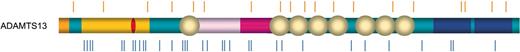 Figure 2. ADAMTS13 mutations identified in patients with familial TTP. Missense mutations are indicated below the diagram in blue, and mutations predicted to result in a truncated protein (nonsense, frameshift, and splice site) are indicated above the diagram in orange.
