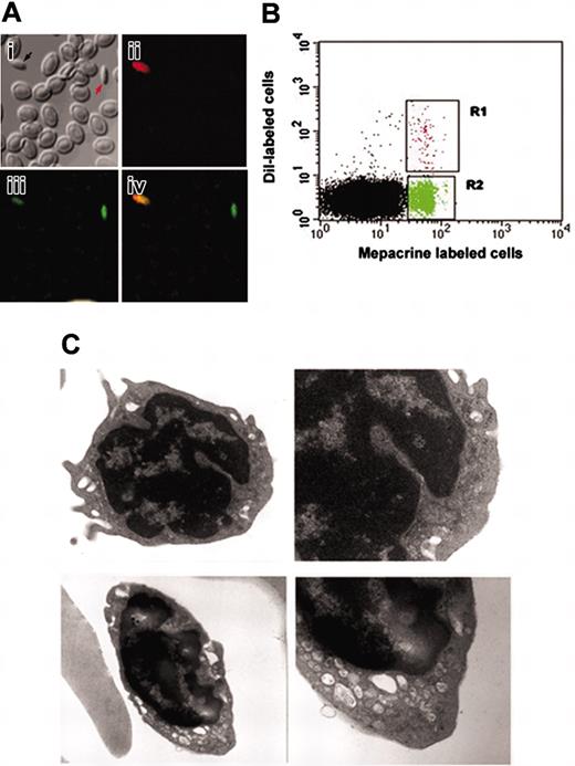 Figure 1. Characterization of 2 populations of thrombocytes in zebrafish. (A) The subpanels correspond to (i) confocal images of zebrafish thrombocytes using bright field, (ii) B-2 filter (showing DiI fluorescence), (iii) G-2A filter (showing mepacrine fluorescence), and (iv) the composite of images (orange shows dual labeling by DiI and mepacrine) acquired by B-2 and G-2A filters. (B) The panels show forward and side scattering of FACS-sorted, mepacrine-labeled (green) and DiI-labeled (red) thrombocytes, respectively. (C) Top and bottom panels represent electron micrographs of FACS-sorted, DiI-labeled and mepacrine-labeled thrombocytes, respectively (original magnifications: left panels, ×18 000; right panels, ×36 000).