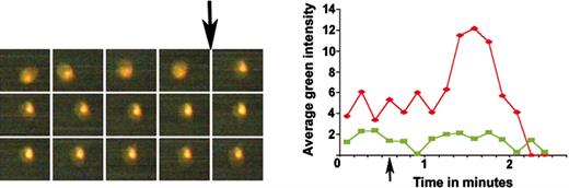 Figure 5. Measurement of calcium release by young and mature thrombocytes. The left picture panel shows 3 rows of timed images of ADP-induced calcium release monitored by OG fluorescence of a single DiI-labeled thrombocyte. The top row of this panel has images taken at 5, 15, 25, 35, and 45 seconds; the middle row has images taken at 55, 65, 75, 85, and 95 seconds; and the bottom row has images taken at 105, 115, 125, 135, and 145 seconds, as shown from left to right, respectively. The intensities from these images were plotted (red diamonds) on the graph in the right panel. Arrows show the time of ADP addition. Green squares indicates the unlabeled thrombocyte for which the timed images are not shown.