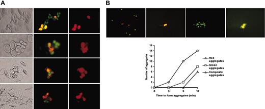 Figure 6. Thrombocyte clustering. (A) Thrombocyte clustering in zebrafish blood and initial recruitment of young thrombocytes at the site of injury. Top to bottom, the panels show 4 independent thrombocyte clusters. Left to right, the panels represent a bright field image, a fluorescent image when using B-2 filter cube (shows DiI-labeled thrombocytes and mepacrine-labeled thrombocytes as green or orange), and a fluorescent image when using G-2A filter (DiI-labeled thrombocytes). (B, top) Kinetics of thrombocyte clustering. Panels of fluorescent images from left to right show the representative sizes of thrombocyte aggregates formed after ADP activation. Individual thrombocytes (orange and green), small orange aggregates, large green aggregates, and composite aggregates are shown at 0, 3, 5, and 10 minutes, respectively. At 5 and 10 minutes, small orange and large green aggregates are also seen but are not shown here. (Bottom) The graph shows the number of different types of aggregates obtained over a 10-minute period.