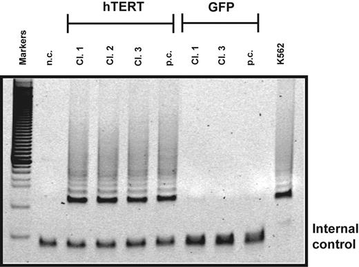 Figure 1. Telomerase activity in transduced T lymphocytes. Telomerase activity in cultured clones (cl.) and polyclonal (p.c.) populations of CD4+ T cells transduced with hTERT or a GFP control vector. After transduction, cells were sorted for GFP expression and further expanded. Two thousand transduced cells were analyzed for telomerase activity using the TRAP assay. T lymphocytes transduced with hTERT exhibited high telomerase activity 10 days after stimulation. At this time point no telomerase activity was detected in GFP control cells. Negative control (n.c.) indicates no cell extract; positive control, extracts obtained from K562 cell line. Internal control shows PCR products amplified from an internal control primer to ensure equal loading of the samples.33 Results shown are representative of 3 separate experiments.