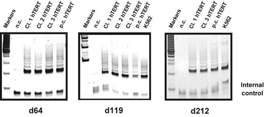 Figure 2. Telomerase activity in hTERT-transduced T lymphocytes during long-term culture. Telomerase activity in cultures of CD4+ naive T-cell clones as well as polyclonal populations transduced with hTERT was analyzed using the TRAP assay. After transduction cells were sorted for GFP expression and further expanded. Two thousand cells of each population were analyzed at different time points during long-term expansion. High stable telomerase activity was detected for all the analyzed samples 10 days after stimulation as indicated throughout the whole culture period (day 64, 119, and 212 after transduction). Negative control (n.c.) indicates no cell extract; positive control, extracts obtained from K562 cell line.