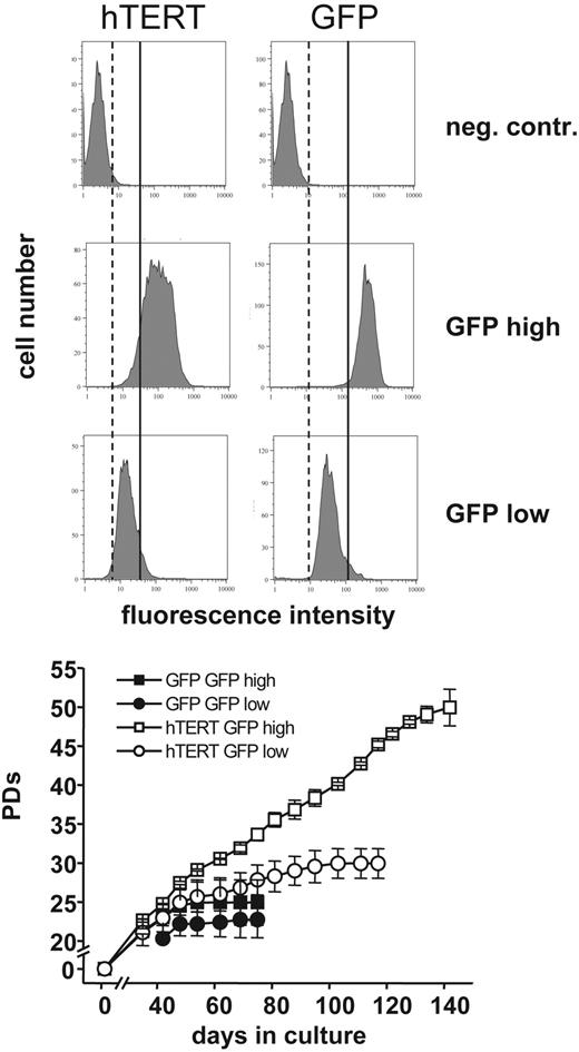 Figure 4. PDs and GFP expression of hTERT-transduced T lymphocytes. The progeny of one naive CD4+ T-cell clone was transduced with hTERT and a GFP control vector. After transduction cells were sorted for GFP expression and subclones with high and low GFP expression were obtained. Two subclones of each were selected and further expanded. GFP expression was analyzed and PDs were determined by counting viable cells once a week. The subclone transduced with hTERT showing high GFP expression exhibited a significantly higher proliferative potential compared to the subclone with low GFP expression (49.9 ± 2.3 PDs versus 29.9 ± 1.9 PDs). Dotted and solid vertical lines are shown for comparison; left of dotted line indicates no GFP expression, between dotted and solid lines indicates low levels of GFP expression, and right of solid line indicates high GFP expression. No difference in PDs was found for the GFP control-transduced T-lymphocyte clones with high or low GFP expression (24.9 ± 2.9 PDs versus 22.7 ± 2.3 PDs). Error bars indicate mean ± standard deviation of duplicate measurements.