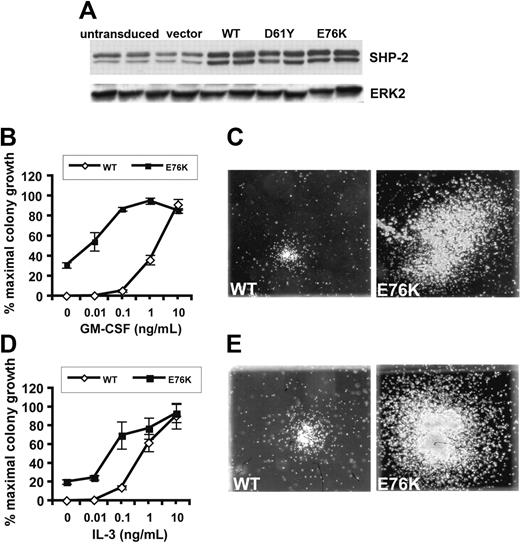 Figure 1. E76K SHP-2 expression results in a hypersensitive pattern of CFU-GM colony growth. (A) SHP-2 expression levels in fetal liver cells transduced with retroviruses encoding WT, D61Y, or E76K SHP-2 proteins. The blot was also probed with an anti-ERK2 antibody to confirm equal protein loading. (B,D) CFU-GM colony growth of cells expressing either WT or E76K SHP-2 over a range of GM-CSF (B) or IL-3 (D) concentrations. Graphs display the average growth of 3 independent experiments of cells plated in duplicate. (C,E) Morphology of representative CFU-GM colonies grown in saturating concentrations of GM-CSF (C) or IL-3 (E) from fetal liver cells expressing WT or E76K SHP-2 proteins (original magnification, × 40).