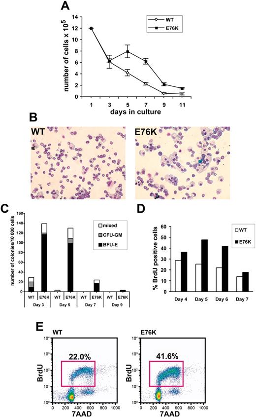 Figure 4. E76K SHP-2 expression enhances proliferation and perturbs differentiation of fetal liver cell growth in liquid cultures. (A) GFP+ cells that had been transduced with WT or E76K SHP-2 were isolated by sorting and plated in quadruplicate at 1.2 × 106 cells/well in medium containing 15% FBS and 2 ng/mL GM-CSF. GM-CSF was removed from the culture medium after 48 hours (on day 3), and live cells were counted every other day. Error bars reflect standard error of the mean. (B) Cytospin preparations of cells removed after 5 days in culture (original magnification, × 200). Whereas most of the cells in WT cultures are mature neutrophils, E76K SHP-2 cultures show a predominance of monocyte-macrophage cells with some blastlike elements. (C) Progenitor colony growth of cells isolated from WT and E76K SHP-2 liquid cultures in methylcellulose medium supplemented with IL-3, IL-6, SCF, and EPO. (D) BrdU incorporation by liquid culture cells maintained in GM-CSF over time. Data shown are for 2 hours of labeling. Similar differences were observed in WT and E76K SHP-2 cultures that were labeled for 4 hours. (E) Flow cytometry analysis of BrdU incorporation by WT and E76K SHP-2 liquid cultures on day 6. All of the data shown in panels A-E are representative of 3 independent experiments. The numbers on the plots indicate the percentage of BrdU-positive cells.
