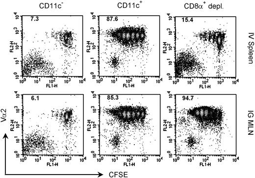 Figure 3. Dendritic cells exclusively mediate the cross-presentation of intravenous OVA in the spleen and intragastric OVA in the MLNs. Groups of mice were given 5 mg intravenous OVA or 100 mg intragastric OVA. Fourteen hours later, spleens or MLNs from the respective groups were obtained, and the low-density cells were isolated after collagenase digestion. Low-density cells were further sorted with anti-CD11c microbeads with or without prior depletion with anti-CD8α microbeads. CD11c– cells were prepared from low-density cells after depletion of CD11c+ cells. Each population of cells was cocultured with CFSE-labeled OT-I T cells for 3 days and analyzed by flow cytometry. The percentages of cells that had divided are indicated. Data are representative of 5 experiments.