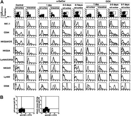 Figure 1. Modulation of NK1.1, CD94/NKG2, Ly49, NKG2D, and CD28 on α-GalCer– or OCH-activated liver iNKT cells. (A) Cell surface expression of the indicated molecules was analyzed on electronically gated α-GalCer/CD1d+ iNKT cells on the indicated days after intraperitoneal injection of α-GalCer or OCH. One day after α-GalCer or OCH injection, both cell surface and intracellular expression of the indicated molecules were analyzed in electronically gated intracellular Vβ2/7/8+ iNKT cells. The analysis gates are indicated by the gray line in dot plot panels. Bold lines indicate the staining with the respective mAb, and the thin lines indicate the staining with isotype-matched control Ig. Similar results were obtained from 3 independent experiments. (B) Existence of a cell population expressing intracellular α-GalCer/CD1d–specific TCR 1 day after α-GalCer injection. Liver MNCs were intracellularly stained with α-Gal-Cer–loaded recombinant soluble dimeric mouse CD1d:Ig and PE-conjugated anti–mouse IgG1 mAb, or PE-conjugated anti–mouse IgG1 mAb together with FITC-conjugated anti-NK1.1 mAb, 1 day after α-GalCer injection. Quadrant gates were set by staining with FITC-conjugated isotype-matched control and PE-conjugated anti–mouse IgG1 mAb.