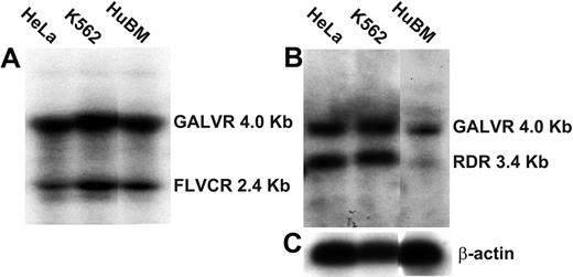 Figure 1. Northern blot analysis of FLVCR, RDR, and GALVR mRNA levels in RNA from HeLa, K562, and human bone marrow (HuBM) cells. Total RNA extracted from the indicated cells was separated on agarose gels and transferred to a nylon filter. The filter was sequentially probed with a DNA fragment containing FLVCR and GALVR sequences (A), a DNA fragment containing RDR and GALVR sequences (B), and a DNA fragment containing actin sequences (C). The approximate sizes of the mRNAs are indicated at the right. Blots in panels A and B were exposed for approximately 48 hours; panel C, approximately 10 hours.