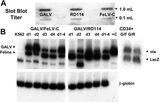 Figure 4. Cotransduction of K562 and human peripheral blood CD34+ cells with FeLV-C and GALV or RD114 and GALV-pseudotyped retrovirus particles. Slot blot analysis of 1.0 mL and 0.1 mL virus-containing medium was used to compare the titer of the different virus preparations (A). These titers were used to adjust the volumes of supernatants to ensure that equivalent numbers of each pseudotype were used. Human CD34+ peripheral blood CD34+ cells were cotransduced with FeLV-C and GALV or RD114 and GALV-pseudotyped virus preparations over a 4-day period. Parallel cultures of K562 cells were cotransduced with the same virus preparations each day (d1, d2, d3, d4). One culture was cotransduced over the 4-day period (d1-4). DNA was extracted from the K562 cultures and a portion of the CD34+ cells for analysis of the integration of the FeLV-C or RD114 and GALV-pseudotyped viruses by PCR using primers that span the nls in the MFG-nlsLacZ vector. (B) The analysis of FeLV-C/GALV- and RD114/GALV-transduced K562 cells is shown in the left and center panels. Sequences from the human β-globin were amplified in the same samples as a control. The analysis of FeLV-C/GALV (G/F)– and RD114/GALV (G/R)–transduced CD34+ cells used for transplantation into fetal sheep is shown in the right panel.