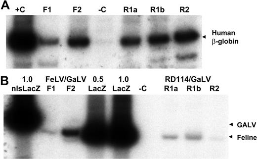 Figure 5. Cotransduction of human S-RCs with FeLV-C and GALV or RD114 and GALV-pseudotyped retrovirus particles. Human CD34+ peripheral blood CD34+ cells were cotransduced with FeLV-C and GALV or RD114 and GALV-pseudotyped virus preparations over a 4-day period and transplanted into fetal sheep. DNA was extracted from sheep peripheral blood cells 6 months after transplantation and analyzed for the presence of human cells and the integration of the FeLV-C or RD114 and GALV-pseudotyped viruses by PCR analysis of 0.4 μg DNA. (A) Sequences from the human β-globin gene were amplified to detect the presence of human cells. F1 and F2 indicate analysis of DNA from 2 lambs infused with human CD34+ cells exposed to FeLV-C (LacZ) and GaLV (nls-LacZ) pseudotyped particles; R1a, R1b, and R2, analysis of DNA from 3 lambs infused with human CD34+ cells exposed to RD114 and GALV-pseudotyped particles; R1a and R1b, DNA from twin lambs infused with the same population of cells; –C, DNA extracted from control sheep; and +C, DNA extracted from K562 cells. (B) The relative amounts of integrated FeLV-C, RD114, and GALV-pseudotyped vectors were measured using primers that span the nls in the MFGs-nlsLacZ vector. 1.0 nls-LacZ indicates 3T3-cell DNA containing a single copy of the MFGs-nlsLacZ vector; 1.0 LacZ, 3T3-cell DNA containing a single copy of the MFGs-LacZ vector; 0.5 LacZ, 3T3-cell DNA containing a 1:1 dilution of this 1.0 LacZ DNA with untransduced 3T3-cell DNA; and –C, DNA extracted from control sheep. For quantitation, only the β-globin band and the 289-bp MFGs-LacZ and 310-bp MFGs-nlsLacZ bands were analyzed.
