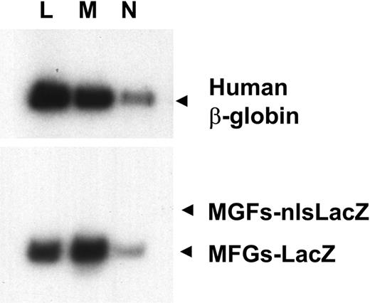 Figure 6. Transduction of lymphoid and myeloid cells. Human lymphocytes (L), monocytes (M), and neutrophils (N) were enriched from the peripheral blood of sheep transplanted with transduced cells by light scattering and cell-surface antigen expression. DNA from these cells was analyzed for the presence of the human β-globin gene and the MFGs-LacZ and MFGs-nlsLacZ proviruses as in Figure 5.