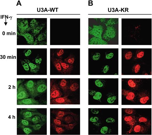 Figure 2. Differences in subcellular localization between STAT1-WT and STAT1-KR after IFN-γ stimulation. U3A STAT1-WT (A) and STAT1-KR (B) stable clones were serum starved overnight and stimulated with IFN-γ (100 ng/mL) for the indicated time points. STAT1 subcellular localization was visualized by immunofluorescence staining using specific anti-STAT1 antibody (left column of each panel) and anti–phospho-STAT1 (Y701) antibody (right column). Images were visualized under an Olympus IX70 confocal microscope equipped with a 100×/1.4 oil immersion objective lens (Olympus, Melville, NY) and an ULTRAPix ICX 085 camera (PerkinElmer, Wellesley, MA). Green emission was detected through 488 mm/10 mm and 525 mm/50 mm filters; red emission, through 568 mm/10 mm and 608 mm/45 mm filters (all filters from Perkin-Elmer Life Sciences, Cambridge, United Kingdom). UltraView 4.0 software (Perkin-Elmer) was used for image acquisition, and PhotoEditor software for Microsoft XP Office (Microsoft, Redmond, WA) was used for image analysis.