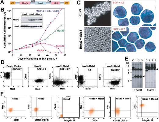 Figure 1. Meis1 coexpression with Hoxa9 immortalizes a distinct hematopoietic progenitor that exhibits multilineage differentiation potential and rapid monolayer proliferation. (A) MSCV retroviral vector used to achieve expression of Hoxa9 and Meis1a. LTR indicates long-term repeat, and NEO, neomycin-resistant gene. (B) Proliferation rates of Lin- marrow progenitors cultured in SCF and infected with empty MSCV, or MSCV encoding Hoxa9, Meis1, or Meis1 plus Hoxa9. The inserted blot shows expression of Meis1 (top) and Hoxa9 (bottom) by Western blot. (C) Morphology under phase-contrast microscopy (left) or following staining with Wright-Giemsa (right) of progenitors immortalized by Hoxa9 or by Hoxa9 plus Meis1. (D) Flow cytometric analysis of Lin- progenitors cultured in SCF plus IL-7 for 3 weeks following infection by empty vector (plot 1), Hoxa9 (plot 2), or Hoxa9 plus Meis1 (plots 3-5). Cells depicted in plots 4 and 5 were shifted from SCF into IL-7 or GM-CSF for 5 days prior to FACS analysis. (E) Monoclonality of progenitors immortalized by Hoxa9 and Meis1 depicted in panel D, demonstrated by analysis of retroviral integration using a Hoxa9 cDNA probe. Resolved on the gel are DNA from a different clone as a control (lane C), and from the same Hoxa9 plus Meis1-coexpressing cells grown in SCF, IL-7, or GM-CSF that were analyzed in Panel D (lanes 1-3, respectively). (F) FACS analysis demonstrating up-regulation of CD34, FLT3 (CD135), CD27, and integrin β7 on progenitors expressing Meis1.