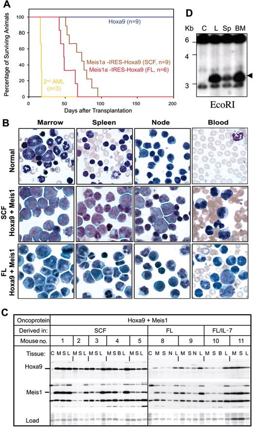 Figure 2. Progenitors immortalized by Hoxa9 plus Meis1 induce overt AML, while those immortalized by Hoxa9 do not. (A) Survival curve for cohorts of sublethally irradiated mice injected with 2 million progenitors immortalized by Hoxa9 or Hoxa9 plus Meis1 and derived in either SCF or FL. Three different Hoxa9-immortalized cell lines (3 mice each) compose the control cohort. Three different Hoxa9/Meis1 cell lines (3 mice each) compose the SCF cohort, and 2 different Hoxa9/Meis1 cell lines (3 mice each) compose the FL cohort. The secondary serial injection was performed using leukemic cells extracted from bone marrow of mice with AML induced by Hoxa9/Meis1 progenitors immortalized in SCF. (B) Comparison of the morphologies of hemopoietic cells in bone marrow, spleen, lymph node, or peripheral blood from normal mice and those bearing AML characterized in panel A. (C) Consistent expression of Hoxa9 and Meis1 in mice with AML induced by Hoxa9 plus Meis1-expressing cell lines, detected by immunoblotting with anti-Hoxa9 or anti-FLAG (for Meis1) antibodies. Cell lysates were derived from marrow (M), spleen (S), blood (B), and leukemic cell lines derived from AML spleen tissue (L). Hoxb8-immortalized progenitors (lane C) served as negative control. (D) Retroviral integration analysis by Southern blot. Genomic DNA was isolated from control cells (lane C), from injected progenitors (L), and from leukemic myeloblasts from the spleen (Sp) or bone marrow (BM) of mice injected with the immortalized progenitors. DNA was digested by EcoRI and probed with Hoxa9 cDNA.