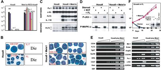 Figure 3. Meis1 induces FLT3 transcription and permits responsiveness to FL. (A-B) Proliferation of 2 progenitor lines immortalized by Hoxa9 and 2 progenitor lines immortalized by coexpressed Hoxa9 and Meis1, cultured in the presence of various cytokines (GM-CSF, FL, IL-7, or SCF plus GCSF). Cells were enumerated 7 days after plating in the indicated cytokines (A), and stained for morphology by Wright-Giemsa (B). (C) Northern blotting demonstrates expression of FLT3 and IL-7-R specifically in progenitors immortalized by coexpressed Hoxa9 plus Meis1, and immunoblotting demonstrates specific production of FLT3 in Hoxa9-immortalized progenitors that coexpress Meis1. (D) Immunoblot demonstrating that FL-induced MAP kinase (MAPK) phosphorylation is restricted to progenitors coexpressing Hoxa9 plus Meis1, while SCF induces receptor phosphorylation and MAP kinase phosphorylation in progenitors immortalized by Hoxa9 alone, as well as those immortalized by Hoxa9 plus Meis1. (E) Confirmation of microarray analysis by semiquantitative PCR, using 1:10 serial dilutions of cDNA as template. (F) Expression of Meis1 in 3 different Hoxa9-immortalized progenitor lines induces expression of FLT3 (inset) and robust proliferation in response to recombinant FL as the sole cytokine.