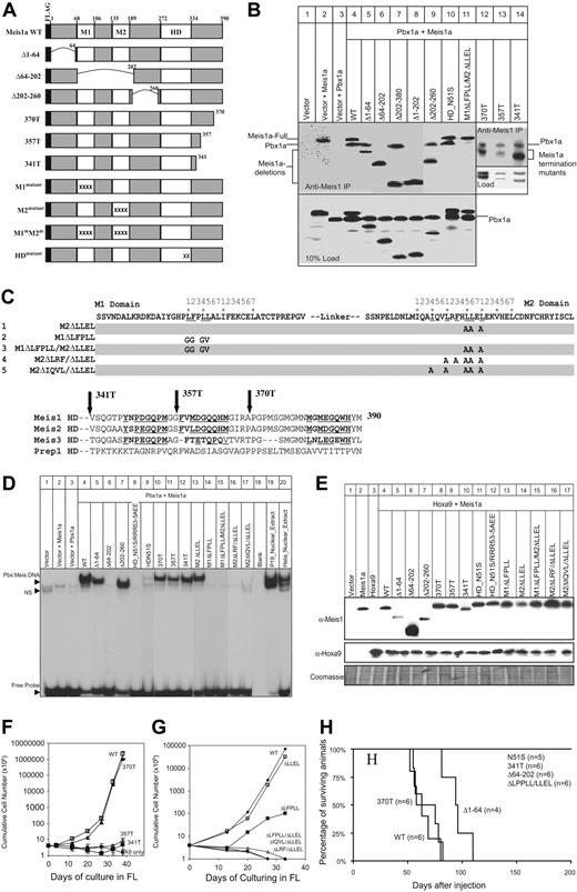 Figure 5. The ability of Meis1 to promote FL-dependent proliferation correlates precisely with its ability to induce leukemogenesis. (A) Location of Meis1 mutations. Point mutations are shown in panel C. (B) Interaction between Meis1a and Pbx1a in the absence of DNA, demonstrated by coimmunoprecipitation. (C) Top panel shows designation of point mutant of Meis1 within the M1 and M2 alpha helices. An asterisk indicates the position of leucine or isoleucine. Bottom panel shows C-terminal sequences of Meis1, Meis2, Meis3, and Prep1 that lie downstream of homeodomain. The 3 repeated motifs are underlined. (D) Interaction between Meis1a and Pbx1a on DNA, demonstrated by EMSA. (E) Expression of Meis1 and Hoxa9 in primary Lin- marrow cells following retroviral infection and selection for G418 resistance. (F) FL-dependent proliferation demonstrating the requirement for C-terminal residues upstream of amino acid position 370. (G) FL-dependent proliferation demonstrating the importance of interaction with Pbx. Error bars in panels F and G indicate standard deviation of data from repeated experiments. (H) The ability of Meis1 to cooperate with Hoxa9 to cause AML correlates precisely with its ability to evoke FL-dependent proliferation.
