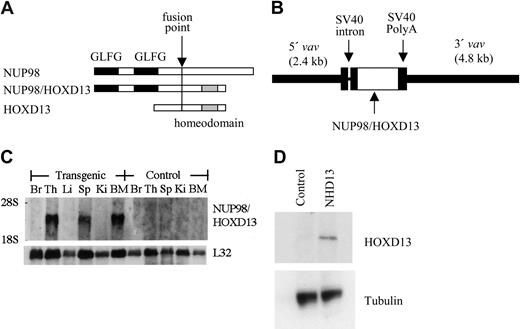 Figure 1. Generation of NUP98-HOXD13 (NHD13) transgenic mice. (A) Schematic of NHD13 fusion. The fusion point, NUP98 GLFG repeats, and HOXD13 homeodomain are indicated. (B) Construct used for pronuclear injection. The 5′ and 3′ vav regulatory elements, simian virus 40 (SV40) intron and polyadenylation signal, and NHD13 fusion cDNA are indicated. (C) Northern blot analysis of NHD13 expression. (Top) Human NUP98 probe and (bottom) L32 probe (used as an RNA-loading control). Br indicates brain; Th, thymus; Li, liver; Sp, spleen; Ki, kidney; BM, bone marrow. (D) Western blot of lysates from control and NHD13 transgenic thymocytes. A 53 kDa band is seen only in the transgenic thymocytes. The blot was reprobed with tubulin as a loading control.