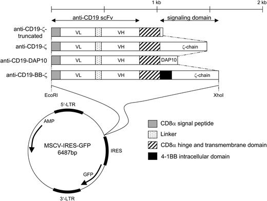Figure 3. Schematic representation of the chimeric receptors used in this study. LTR indicates long terminal repeat; AMP, ampicillin resistance; and bp, base pair.
