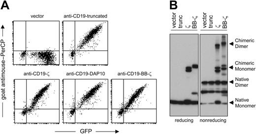 Figure 4. Expression of chimeric receptors by NK cells expanded from peripheral blood mononuclear cells. (A) Surface receptor expression was visualized by flow cytometry after staining with a goat anti-mouse (Fab)2 polyclonal antibody conjugated with biotin followed by streptavidin PerCP (y-axes); expression of GFP is also shown (x-axes). (B) Western blot analysis of chimeric receptor expression in NK cells, under reducing or nonreducing conditions. Filter membranes were labeled with an antihuman CD3ζ antibody and a goat anti-mouse IgG horseradish peroxidase-conjugated second antibody.