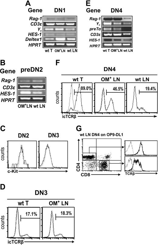 Figure 2. LNs contain lymphoid progenitors committed to the T lineage. RT-PCR analysis of DN1 (A), pre-DN2 (B), and DN4 (E) cells sorted from wt thymus, wt LNs, and OM+ LNs. One-step RT-PCR was done on the same mRNA samples for transcripts of interest and for Hprt. (C) c-Kit expression on DN2 and DN3 subsets from wt thymus (dotted line) and OM+ LNs (solid line). Intracellular TCRβ (icTCRβ) chain expression in DN3 (D) and DN4 (F) subsets. (G) Sorted DN4 cells (105; Lin–CD8–CD44–CD25–) harvested from wt LNs were cocultured on OP9-DL1 cells and analyzed for T-cell development after 7 days of in vitro culture. Numbers indicate cell population percentages. In panels F and G, dotted lines represent staining with isotype control antibodies.