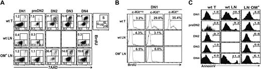 Figure 3. Survival and proliferation of DN cells are impaired in wt LNs. (A) Analysis of cell cycle status of DN phenotype cells. Forty minutes after injection of 1 mg BrdU intraperitoneally, mice were killed and cells were stained with 7AAD and antibodies against BrdU, CD25, CD44, and lineage markers. Numbers correspond to the percentages of cells in the G1/0, S, and G2+M phase of the cell cycle. One representative experiment out of 3. (B) Lin– CD44+c-Kit subsets in cycling thymocytes. Mice received 2 injections (1 mg each) of BrdU at 2-hour intervals. Twenty-four hours later, prepared cells were stained with antibodies against BrdU, CD44, c-Kit, and lineage markers (which included CD25). Numbers indicate the percentage of BrdU+ cells. One representative experiment out of 3. (C) Percentages of annexin V+ cells in wt thymus, wt LNs, and OM+ LNs are indicated in the graphs.