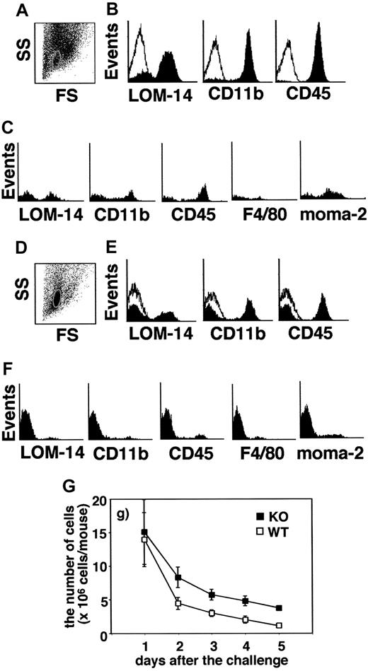 Figure 2. Characterization of the cells in the pouch fluid. The cells in the pouch fluid were collected from both MGL1-deficient (closed square in G) and wild-type (open square in G) mice on days 1 to 5, and the number of cells was counted (G). Using the cells on day 4 from both wild-type (A-C) and MGL1-deficient mice (D-F), the expression of MGL1/2, CD11b, CD45, F4/80, or moma-2 was analyzed by flow cytometry. Flow cytometric scatter profiles of the cells are shown in panels A and D (SS, side scatter; FS, forward scatter). The expressions of MGL1/2, CD11b, or CD45 on the cells in panel A or D are shown in panels B and E. Open histograms in panels B and E represent staining with control mAb. The expressions of MGL1/2, CD11b, CD45, F4/80, or moma-2 on cells in the subpopulation circled in panel A (wild-type) and panel D (MGL1-deficient) are shown in panel C and panel F, respectively. The number of cells recovered from the pouch fluid of MGL1-deficient mice was greater than that recovered from wild-type mice. Furthermore, there was a predominant subpopulation having a unique cell surface phenotype of CD11b-negative/CD45-negative/MGL1/2-negative/F4/80-negative/moma-2–negative in MGL1-deficient mice.