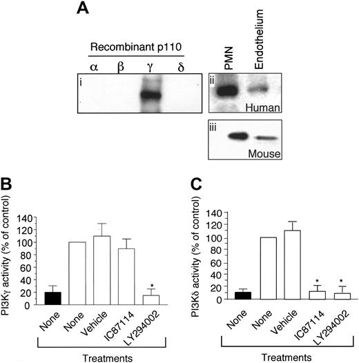 Figure 3. p110γ is functionally expressed in venular endothelium. (A) Immunoblots of the p110γ catalytic subunit using recombinant proteins (i) and lysates obtained from HUVECs or neutrophils (ii), or the murine endothelioma cell line bEND3.1 (iii). Measurement of (B) PI3Kγ and (C) PI3Kδ kinase activity. Immunoprecipitates of p110γ and p110δ (▪) from HUVEC lysates were assayed for PI3K activity with or without the addition of 10 μM IC87114 or LY294002 as described in “Materials and methods.” ▪ indicates control. The results are expressed as the percent of activity in untreated immunoprecipitates and represent the mean plus or minus SD values of 3 independent determinations in duplicate. *P < .01 as compared with untreated cells.