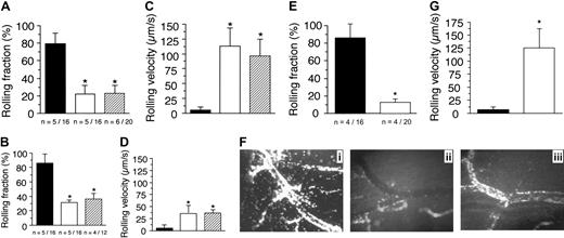Figure 4. A deficiency in endothelial p110γ impairs neutrophil accumulation on TNFα-stimulated CM venules. Rolling fraction (the number of GFP-expressing cells that attached and rolled on inflamed endothelium divided by the total flux of cells passing through the vessel) determined in mice (A) deficient in or chimeric for p110γ, (B) deficient in or chimeric for p110δ activity. ▪ indicates WT littermate (WT GFP–/+); ▪, GFP–/+ p110γ–/– or GFP–/+ p110δ–/–; and ▨, p110γ–/– or p110δ–/– reconstituted with WT GFP–/+ fetal liver cells. Results represent the mean plus or minus SD; *P < .05 as compared with WT littermates. n = number of mice/venules analyzed. Rolling velocities for consecutive interacting cells (n = 30 per venule) in mice (C) deficient in or chimeric for p110γ, or (D) deficient in or chimeric for p110δ. Data represent the mean ± SD for more than 150 cells per experimental condition; *P < .05. (E) Rolling fraction and (G) rolling velocities for p110γ–/–/p110δ–/– mice reconstituted with FLC from GFP–/+ WT fetal liver cells (▪). ▪ indicates WT littermates reconstituted with GFP–/+ WT fetal liver cells. *P < .05 as compared with controls. (F) Representative intravital micrographs depicting the extent of neutrophil adhesion to and transmigration across CM venules in WT mice (i) and p110γ–/– (ii) or p110δ–/– (iii) animals reconstituted with WT FLCs (3 hours after stimulation with TNFα).