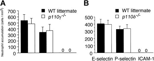 Figure 7. Role of class-I PI3Ks in neutrophils in adhesion in vitro. Attachment of (A) p110γ–/– versus (B) p110δ–/– neutrophils to surface-immobilized E- or P-selectin Ig chimeras at a wall shear rate of 200 s–1. Results are compared with neutrophils purified from WT littermates. Adhesion to the β2-integrin ligand ICAM-1-Ig chimera is shown as control. Results represent the mean plus or minus SD for 3 experiments performed in duplicate.