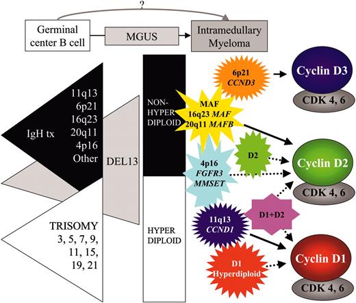 Figure 5. Early oncogenic events in MM. The earliest oncogenic changes, which involve 3 overlapping pathways, probably occur in germinal center B cells and appear to be already present in premalignant MGUS tumors. Two partially overlapping pathways, indicated by IgH translocations (tx) and multiple trisomies, usually generate nonhyperdiploid and hyperdiploid tumors, respectively. A third pathway that leads to monosomy of chromosome 13 or deletion of 13q14 can be present in both types of tumors but occurs with a higher prevalence in nonhyperdiploid tumors, where it occurs in almost all tumors with t(4;14) and t(14;16) but infrequently in tumors with t(11;14). The essentially invariant dysregulation of a cyclin D gene appears to be associated with these early oncogenic changes. The identification of 5 recurrent IgH translocations and the dysregulated expression of a cyclin D gene by expression profiling forms the basis for assignment of MGUS and MM tumors into TC groups as depicted.