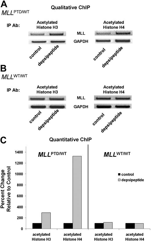 Figure 5. HDAC inhibition induces binding of acetylated histones H3 and H4 to the MLL transcriptional initiation site in primary MLLPTD/WT leukemic blasts. (A) Primary MLLPTD/WT AML blasts (UPN 300) and (B) primary MLLWT/WT AML blasts (UPN 003) were cultured in media alone or in media containing 20 nM depsipeptide. An aliquot of cells was removed from each flask after 6 hours, and ChIP was performed with the indicated antibodies. PCR reactions with immunoprecipitated protein-DNA complexes were carried out using MLL- and GAPDH-specific primer pairs, and amplification products were detected in ethidium bromide–stained agarose gels for qualitative assessment. (C) Real-time PCR-based quantification of the ChIP with SybrGreen dye. Results are expressed as the percentage of change in modified histone levels at the MLL transcription initiation site in the depsipeptide-treated sample relative to media controls set to 100%.