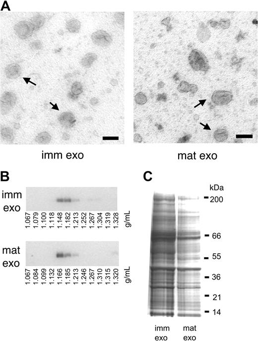 Figure 1. Mature-DC– and immature-DC–derived exosomes are qualitatively similar. (A) Whole-mount exosomes observed by electron microscopy. Bar represents 100 nm. Arrows indicate some examples of immature exosomes (imm exo) or mature exosomes (mat exo). (B) Immature (imm exo) or mature exosomes (mat exo) were subjected to flotation on a continuous sucrose gradient. Twelve fractions were collected, run on a 10% SDS gel, and analyzed by Western blot. Staining for MHC class II molecules is shown. (C) Coomassie blue staining of 30 μg immature (imm) and mature (mat) exosomes separated on 4% to 12% SDS gel.
