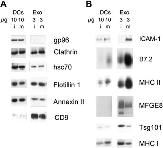 Figure 5. Mature DC– and immature DC–derived exosomes display different quantitative protein compositions. (A,B) Proteins (10 μg) from DC lysate (DCs) or 3 μg of proteins from exosomes (Exo), either immature (i) or mature (m), were loaded on a 10% SDS gel followed by Western blotting using antibodies against proteins indicated on the right. (A) Proteins present in equal amounts in immature and mature exosomes. (B) Proteins up- or down-modulated on mature exosomes.
