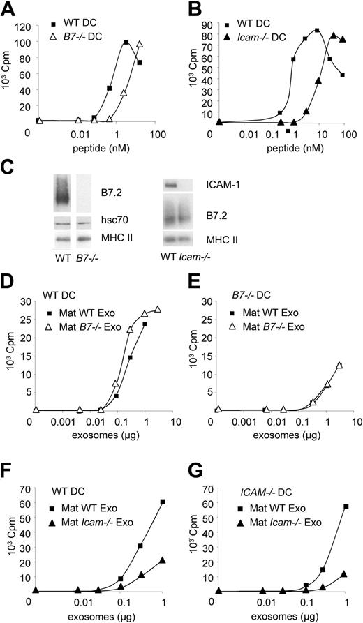 Figure 7. B7.2 is dispensable, and ICAM-1 is required for increased immunogenicity in mature exosomes. (A,B) 3H-thymidine incorporation by Marilyn T cells cultured with HY peptide and mature BMDCs either WT or deficient for B7.1 and B7.2 (A) or ICAM-1 (B). One representative experiment out of 5 (A) or 2 (B). (C) Western blot analysis of exosomes purified from mature WT, B7.1,2-deficient (B7–/–), or ICAM-1–deficient (Icam–/–) BMDCs. (D-G) 3H-thymidine incorporation by Marilyn T cells cultured with WT (D,F), or B7–/– (E), or Icam-1–/– (G) spleen DCs, and HY-bearing mature exosomes from WT, B7–/– (D,E), or Icam-1–/– (F,G) BMDCs. One representative experiment out of 2. Panels D and E on one side, and F and G on the other, were from the same experiment.