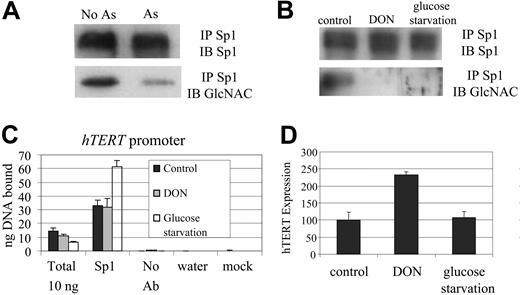 Figure 6. Sp1 deglycosylation after arsenic treatment. (A) Sp1 glycosylation was decreased after arsenic treatment, as detected by immunoblotting (IB) with O-linked GlcNAc-specific antibody (110.6 Ab) after immunoprecipitation (IP) with an anti-Sp1 antibody. The Sp1 antibody-detected signals serve as loading controls. (B) Sp1 deglycosylation was induced by glucose starvation (24 hours) or treatment with DON (40 μM for 24 hours). (C) Decrease in Sp1 glycosylation did not diminish in vivo Sp1 binding on the hTERT promoter, as determined by chromatin immunoprecipitation. (D) Deglycosylation of Sp1 did not result in decreased hTERT expression, as determined by quantitative RT-PCR. Error bars represent standard deviations from triplicate experiments.
