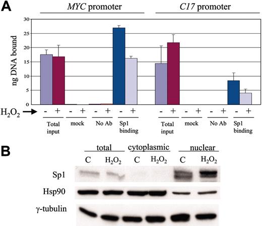 Figure 7. Hydrogen peroxide treatment decreases in vivo Sp1 binding to MYC and C17 promoters. (A) ChIP assay showed decrease of Sp1 binding on the promoters of c-Myc and C17 after oxidation by hydrogen peroxide treatment. (B) Cell fractionation after hydrogen peroxide treatment showed no decrease in the level of Sp1, which was exclusively nuclear. Cytosolic heat shock protein 90 (Hsp90) was used as a control for fractionation. γ-Tubulin was used as a loading control.