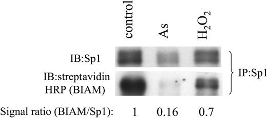 Figure 8. Arsenic and hydrogen peroxide treatments result in oxidation of Sp1 protein. Immunoprecipitated (IP) Sp1 from control, arsenic, or hydrogen peroxide-treated samples was incubated with BIAM, and this was followed by detection by immunoblotting (IB) with streptavidin-conjugated HRP. The same immunoprecipitate was subjected to detection by Sp1 antibody as a loading control. BIAM/Sp1 signal ratios represent relative BIAM incorporation.