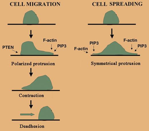 Although both spreading and migration involve actin polymerization and protrusion, cell locomotion is complex and requires cell polarity, contraction, and deadhesion, none of which are needed for spreading. PI3K at the leading edge of a cell is important for generating PIP3. Localized PIP3 binds specific actin regulatory proteins and leads to F-actin assembly. PTEN is an inositol phosphatase localized at the trailing edge of the migrating cell that dephosphorylates PIP3 into PIP2.