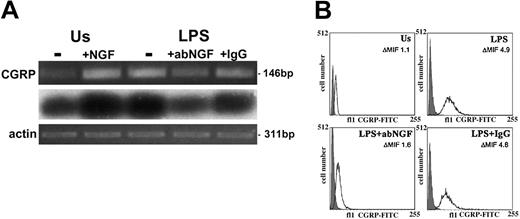 Figure 1. CGRP induction as LPS response in human monocytes. (A) RT-PCR-amplified CGRP gene transcripts (i) from monocytes after 24 hours of incubation. Us indicates unstimulated monocytes without (-) or with 100 ng/mL NGF (+NGF); LPS, LPS-treated monocytes without (-) or with 10 μg/mL neutralizing goat anti-NGF antibody (+abNGF) or goat IgG as control (+IgG). Southern blotting analysis (ii) and actin expression (iii) of the electrophoresed RT-PCR-amplified samples shown in panel i. These ethidium bromide-stained gels are representative of 4 independent experiments. (B) CGRP expression was quantified in CD14+ cells by flow cytometry analysis. A specific CGRP immunoreactivity was detected in gated CD14+ cells after 24 hours of culture in different conditions. LPS-stimulated monocytes (LPS) showed a higher immunopositivity for CGRP than unstimulated monocytes (Us) but treatment with anti-NGF antibodies (LPS+abNGF) decreased CGRP expression, which was not affected when goat IgG was used (LPS+IgG). The darker area in the graphs represents the unspecific signal obtained in CD14+-permeabilized cells incubated with rabbit IgG and anti-rabbit FITC antibodies. In these graphs, representative of 6 independent experiments, the values of ΔMIF for CGRP positivity are included for each culture condition.