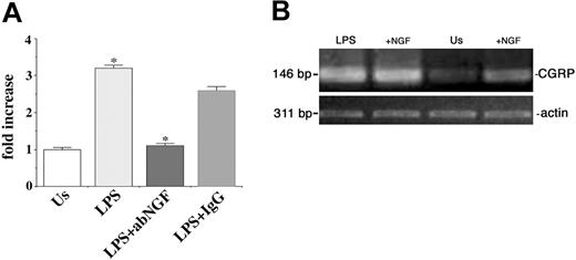 Figure 4. Effects of NGF on CGRP expression. (A) NGF deprivation. Using real-time PCR the effects of anti-NGF antibody treatment on CGRP expression were evaluated in LPS-stimulated monocytes after 24 hours of culture. The induction of CGRP expression as a response to LPS (LPS) is abolished by anti-NGF treatment (LPS+abNGF) and is comparable to the basal CGRP expression found in unstimulated monocytes (Us). No similar effect was obtained when using isotypic IgG (LPS+IgG). The results are expressed as fold increase in arbitrary units and represent the mean plus or minus the standard error of the mean (SEM) of 3 independent experiments, each performed in triplicate. (LPS vs Us and LPS+aNGF vs LPS+IgG, *P < .01 according to Tukey-Kramer test). (B) NGF addition. Ethidium bromide staining of RT-PCR-amplified CGRP gene transcripts of unstimulated (Us) and LPS-stimulated human monocytes (LPS) treated for 24 hours with 100 ng/mL NGF. These ethidium bromide-stained gels are representative of 4 independent experiments.