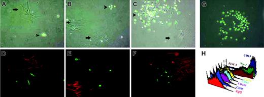 Figure 1. Mononuclear cells from BM chimeras were replated in MAPC medium at a density of 106 cells/cm2. (A) After 1 week, large GFP-negative cells (arrows) and small GFP-positive and GFP-negative cells were seen. (B) After 2 weeks, colonies of the small GFP-positive cells began to be observed adjacent to larger cells. (C) After 3 weeks, colonies of small, MAPC-like cells were seen (arrowheads). (D) Staining for CD73-PE, a marker for mesenchymal cells. (E) Staining for smooth muscle actin-Cy-3, which is a marker for activated stromal cells. (F) Staining for CD14-PE, a marker for macrophages. Notice the presence of small GFP-positive spindle-shaped cells that resemble MAPCs, which were negative for the above markers. (G) MAPC colony seen after 5 weeks. (H) MAPC immunophenotype: negative for CD45, CD105, CD44, CD73, but positive for Flk-1, Sca-1, CD13. Original magnification, ×20 for panels A-G. Arrowheads indicate MAPC-like cells; arrows, large GFP-negative cells.