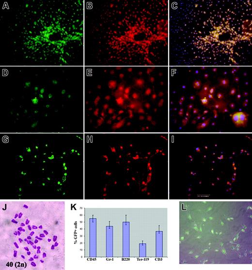 Figure 2. MAPCs derived from sorted GFP-positive BM mononuclear cells were cultured for more than 50 cell doublings, then induced to differentiate into endothelial cells (mesodermal lineage), hepatocytes (endodermal lineage), or neurons (ectodermal lineage). (A,D,G) GFP-positive MAPCs treated with VEGF (A-C; notice vascular tubelike structures), FGF-4/HGF (D-F), or bFGF (G-I) for 14 days. Cultures were stained with anti-VWF labeled with Cy3 (B), anti-albumin-Cy3 (E), or anti-NF200-Cy3 (H). (C,F,I) An overlay of Cy3 staining with green fluorescence and DAPI. (A,C,D,F, G,I) 100% of these cells were eGFP positive. (J) Cytogentic analysis of selected clones revealed a diploid karyotype. (K) BM from secondary recipients showed trilineage hematopoietic differentiation (% GFP-positive cells determined by FACS). (L) MAPCs from secondary recipients contained GFP-positive cells. Inset: Binucleated cells. Bar equals 200 μm.