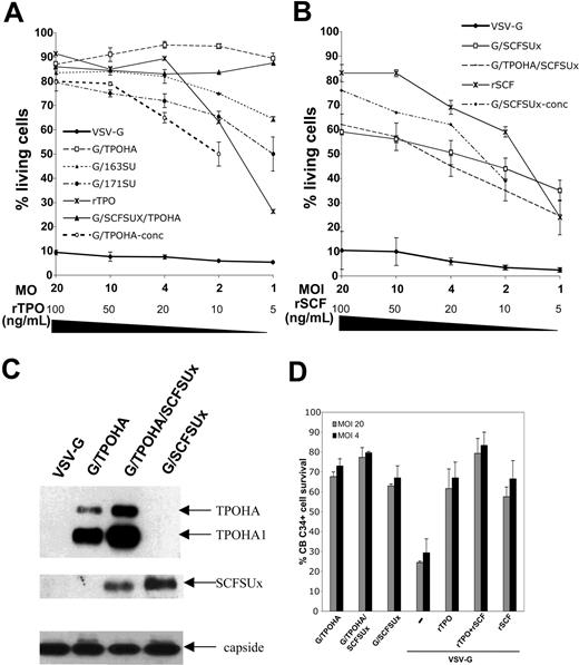 Figure 1. Functional display of TPO and SCF on HIV-derived vectors. (A) BAF3-Mpl cells expressing the TPO receptor were incubated with LVs presenting either of 2 different truncated forms of TPO at their surface. The TPO constructs were obtained by fusing the first 163 or 171 amino acids of TPO to the N-terminus of the amphotropic MLV glycoprotein (G/163SU and G/171SU) or by fusing the first 163 amino acids of TPO to the N-terminus of the influenza HA glycoprotein (G/TPOHA). The SCF construct was generated by fusing SCF to the N-terminus of the amphotropic MLV glycoprotein (SCFSUx). Incubations were also performed with vectors codisplaying TPO and SCF. After a 72-hour incubation with decreasing doses of vector (MOI ranging from 20 to 1), cell survival was determined and compared to that observed following incubation with VSV-G–displaying vectors alone or with rTPO (100 ng/mL to 5 ng/mL). G/TPOHA vectors were concentrated (G/TPOHA-conc) by ultracentrifugation and incubations were performed under the same conditions as for nonconcentrated TPO-displaying vectors. (B) BAF3-cKit cells expressing the SCF receptor were incubated with LVs presenting SCF at their surface by fusion to the amphotropic MLV glycoprotein (G/SCFSUx) or copresenting TPO and SCF at their surface. After a 72-hour incubation with decreasing doses of virus (MOI ranging from 20 to 1), cell survival was determined and compared to that observed following incubation with VSV-G–displaying vectors alone or with rSCF (100 ng/mL to 5 ng/mL). G/SCFSUx vectors were concentrated (G/SCFSUx-conc) by ultracentrifugation and incubations were performed under the same conditions as for nonconcentrated SCF-displaying vectors. (C) Immunoblots of LV particles displaying TPOHA or SCFSUx or both chimeric glycoproteins at their surface. Virions were purified over a sucrose cushion by ultracentrifugation. The upper part of the membrane was stained with antibodies against the influenza HA glycoprotein, the middle section with antibodies against MLV-SU to detect the TPOHA and SCFSUx chimeric envelopes, respectively. The lower part of the membrane was stained with antibodies against HIV-1 capsid to assess equivalent loading of purified vectors. The positions of the chimeric precursor protein (TPOHA), its processed isoform (TPOHA1), the SCFSUx protein, and the HIV capsid are indicated. (D) CD34+ CB cells were incubated for 72 hours with the indicated TPO-, SCF-, or TPO/SCF-displaying vectors at MOIs of 20 or 4. Survival of the cells was determined by PI staining. As control, CD34+ cells were incubated with vectors displaying VSV-G in the absence (–) or in the presence of cytokines (rTPO = 10 ng/mL; rSCF = 50 ng/mL). Data are shown as means ± SD, n = 4.