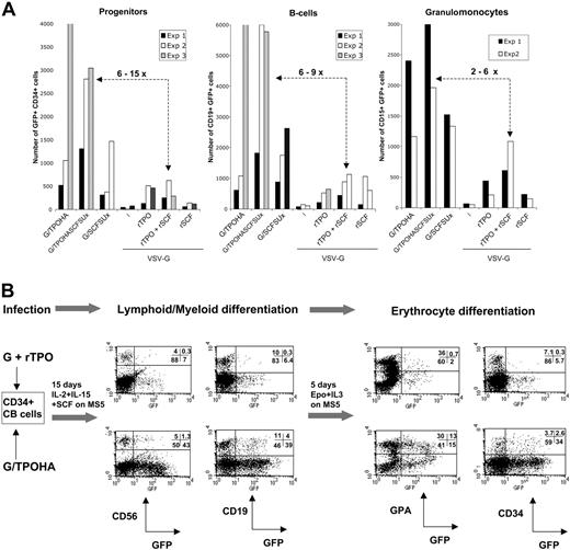 Figure 6. Multilineage in vitro differentiation of transduced CB CD34+ cells. (A) In vitro differentiation of CB CD34+ cells transduced with TPO-, SCF-, or TPO/SCF-displaying HIV-derived vectors for 72 hours at an MOI of 20. Control incubations with VSV-G–displaying HIV vectors in the absence (–) or presence of recombinant cytokines (rTPO = 10 ng/mL; rSCF = 50 ng/mL; Flk-3 = 100 ng/mL) for 72 hours were performed. The obtained cell lineages are the results of a 2-week in vitro lymphoid culture in Iscove medium on MS5 cells. In this culture, the total number of transduced B cells (CD19+ cells) and residual progenitors (CD34+ cells) for 3 independent experiments are shown. The absolute number of transduced differentiated cells is calculated, for example, for B cells as percent CD19 in total population × percent transduction × expansion of the cells after culture. The number of transduced granulo-monocytes in a lymphoid/myeloid culture on MS5 in the presence of FCS, IL-2, IL-15, and SCF is shown for 2 independent experiments. (B) In vitro differentiation of CB CD34+ cells transduced for 72 hours with TPO-displaying LVs or VSV-G–displaying vectors in the presence of rTPO (10 ng/mL). Differentiation was performed in 2 steps: (1) lymphoid/myeloid culture in presence of FCS, SCF, IL-15, and IL-2 on MS5 cells for 15 days, followed by (2) culture in the presence of Epo and IL-3 for 5 days. After step 1 of culture, differentiation into natural killer cells (CD56+) and B cells (CD19+) is shown. After step 2 of culture, maturation into erythrocytes (GPA+) and residual progenitors (CD34+) are indicated. For each cell lineage the GFP+ cells are indicated in the upper right quadrant (data presented are representative of 3 different experiments).