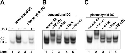 Figure 1. Similar patterns of Rel/NF-κB complexes are induced in cDCs and pDCs by CpG DNA. (A) Rel/NF-κB complexes induced in response to CpG. Nuclear extracts isolated from cDCs (lanes 1 and 2) and pDCs (lanes 3 and 4) prior to (lanes 1 and 3) and after CpG1668-ODN–induced activation (2 hours; lanes 2 and 4) were subjected to electrophoretic mobility shift assays (EMSA). (B, C) Antibody shifts of Rel/NF-κB complexes in CpG-activated cDCs and pDCs. Preimmune sera (lane 1) or antibodies specific for NF-κB1 (lane 2), c-Rel (lane 3), RelA (lane 4), and p52NF-κB2 (lane 5) were first incubated with nuclear extracts from wt cDCs and pDCs stimulated for 2 hours with CpG prior to performing EMSA.