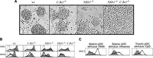 Figure 2. Nfkb1–/– C-Rel–/– pDCs do not undergo morphologic or phenotypic activation in response to CpG-ODN stimulation. Purified splenic pDCs isolated from wt, Nfkb1–/–, C-Rel–/–, and Nfkb1–/–C-Rel–/– mice were incubated for 16 hours in culture in the absence or presence of CpG1668-ODN. (A) The morphology of CpG-stimulated CD11cintCD45RAhi pDCs. These data are representative of 5 independent experiments. (B) Impaired induction of the activation markers CD8 and MHCII in Nfkb1–/–C-Rel–/– pDCs. The expression of CD8 and MHCII are shown on viable unstimulated (heavy dark line) or CpG-stimulated (gray shaded) pDCs from mice of different genotypes. Unstained controls are represented by dotted histograms. This data are representative of results obtained from 5 independent experiments. (C) The Nfkb1–/–C-Rel–/– pDC activation defect is common to TLR-7 and different TLR-9 ligands. MHCII expression was monitored on wt (heavy line) and Nfkb1–/–C-Rel–/– (gray shaded) pDC stimulated with the TLR-7 ligand R848 (splenic pDCs), influenza virus (splenic pDCs), or CpG (thymic pDCs). Unstained controls are represented by dotted histograms. These data are representative of 5 and 2 experiments done with the splenic and thymic pDC populations, respectively.