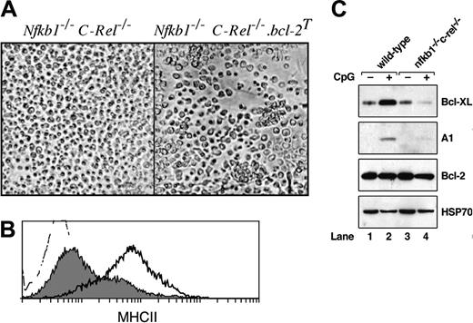 Figure 3. Transgenic Bcl-2 expression does not rescue the morphologic or phenotypic activation defects seen in Nfkb1–/– C-Rel–/– pDC. Purified splenic pDCs isolated from bcl-2T and Nfkb1–/–C-Rel–/–.bcl-2T mice were incubated in culture for approximately 16 hours in the absence or presence of CpG1668-ODN. (A) Cell morphology in response to CpG-mediated activation. (B) Histograms of MHCII expression on CpG-stimulated wt.bcl-2T (heavy dark line) and Nfkb1–/–C-Rel–/–.bcl-2T (gray shaded) pDCs. The unstained control is depicted as the dotted histogram. Data are representative of 3 independent experiments. (C) Western blot analysis of endogenous BH3 prosurvival protein expression in pDCs. Cellular extracts isolated from equivalent numbers (106) of wild-type (lanes 1 and 2) and Nfkb1–/–C-Rel–/– (lanes 3 and 4) pDCs prior to (lanes 1 and 3) and following CpG activation for 6 hours (lanes 2 and 4) were subjected to Western blot analysis. Filters were sequentially probed with antibodies specific for Bcl-XL, A1, Bcl-2, and HSP70. These data are representative of 3 independent experiments.