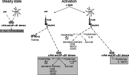 Figure 6. The transcription factors NF-κB1 and c-Rel serve distinct roles in conventional and plasmacytoid dendritic cells activated by engaging TLR-9. This diagram depicts the distinct roles for c-Rel and NF-κB1 in cDCs and pDCs prior to encountering microbial signals (steady state) and in response to CpG-ODN–mediated activation via TLR-9/MyD88. Survival-dependent and -independent mechanisms regulated by these transcription factors control splenic cDC and pDC numbers. For CpG-activated cDCs, c-Rel is necessary for IL-12p70 expression, whereas for CpG-stimulated pDCs, these transcription factors in addition to regulating IL-12p70 production, control IL-6 synthesis, morphologic transformation during differentiation, the expression of key activation markers, and survival.