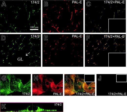Figure 2. 174/2 and PAL-E recognize the same molecule. Immunofluorescence stainings of lymph node (A-C), kidney (D-F), and PV-1/FELS cDNA-transfected CHO cells (G-K). The tissues and cells were stained with 174/2 (green) and PAL-E (red), and merged images are shown in panels C, F, and I. The mock-transfected CHO cells stained with 174/2 and anti–PAL-E mAbs are shown in panel J. Orthogonal sections of a Z stack were made from PV-1–transfected CHO cells stained with 174/2 antibody (K). The representative negative controls are shown in the insets.